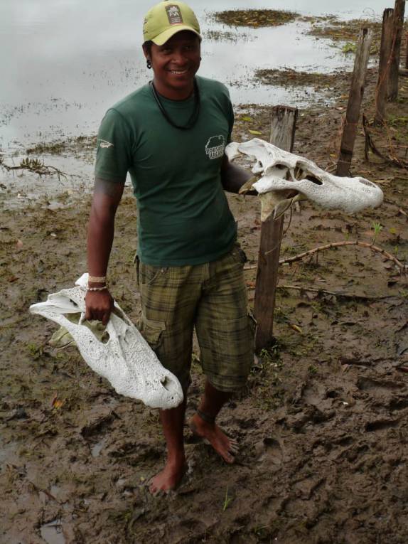 Nosso guia nos mostra crânios de jacaré durante visita à comunidade localizada na Reserva de Mamirauá, perto de Tefé, no Amazonas